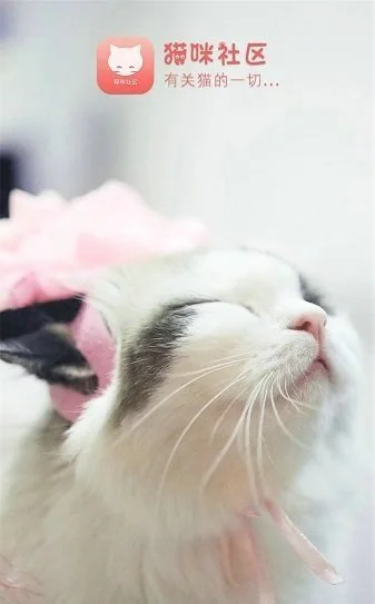 猫咪社区app最新版下载截图