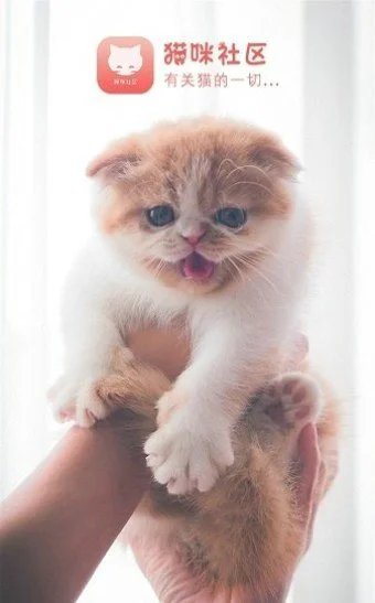 猫咪社区app最新版下载截图