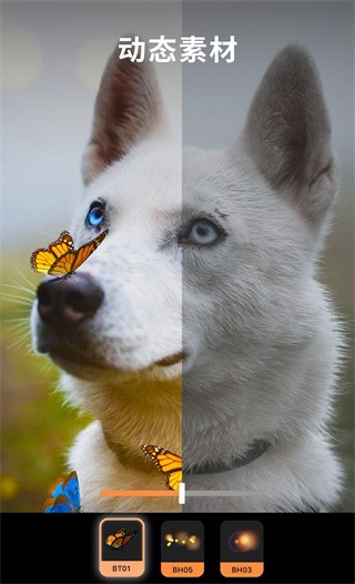 pixaloop安卓版手机下载截图